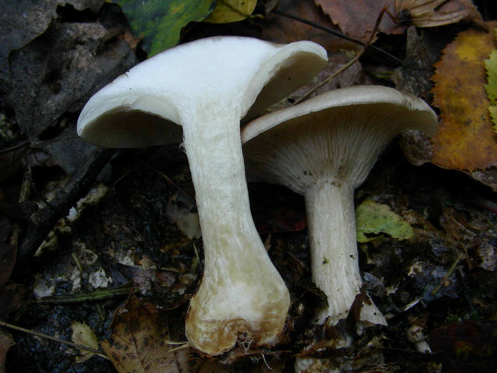 Dal mio giardino: Clitocybe ?